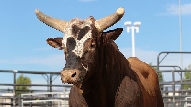 Bushwacker